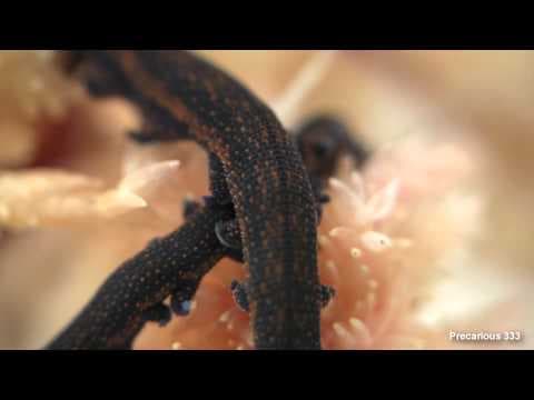 Velvet Worms (Peripatus) - YouTube