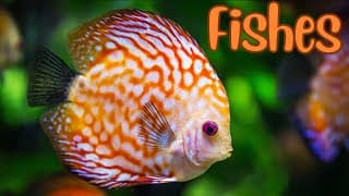 Beneath the Waves All about Fish