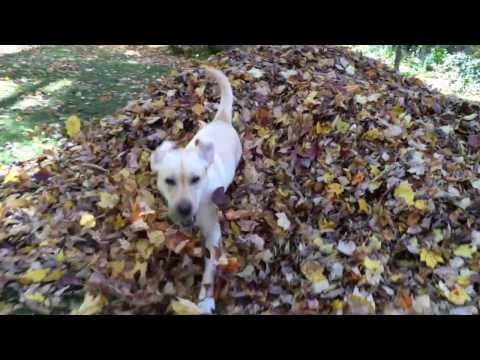 Using tech to save a fish species in the hottest place on Earth