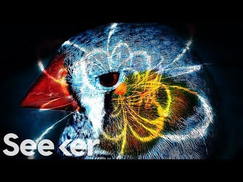 This Quantum ‘Sixth Sense’ Could Allow Birds to Navigate Earth’s Magnetic Field