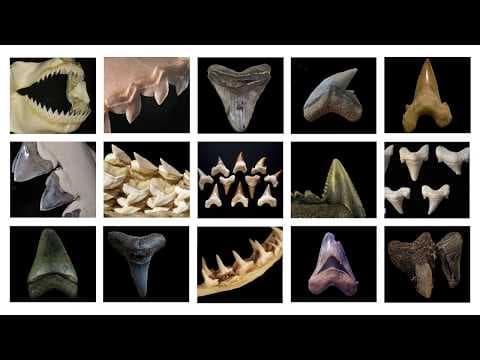 Why are Fossil Shark Skeletons So Rare?