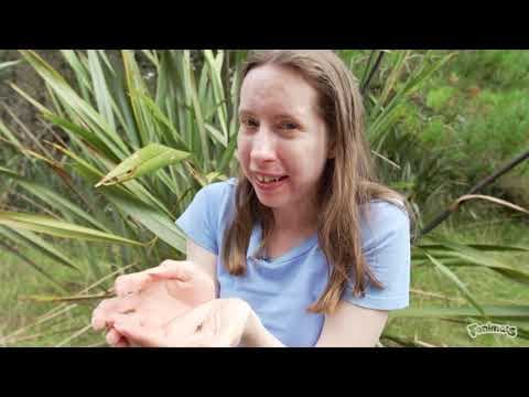 Grasshoppers crickets and katydids Whats the differen