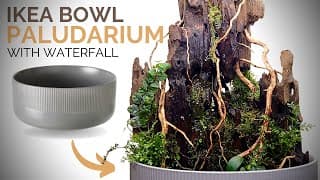 Ikea bowl paludarium with waterfall