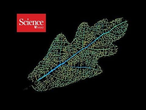 Watch plants choke on air