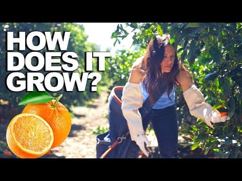 How Does it Grow? ORANGES