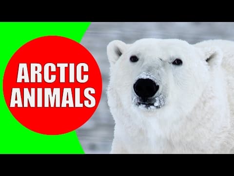 Arctic Animals for Kids - Arctic Animal Sounds for Children to Learn