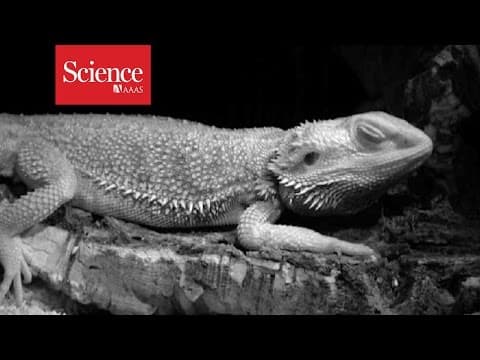Lizards have REM sleep too