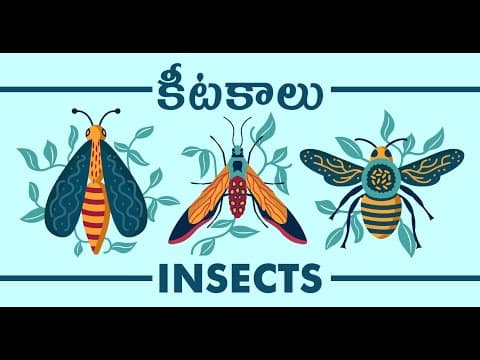 కీటకాలు - Insects for Kids in Telugu | Insects Names and Pictures | Learn Bugs Names for Children