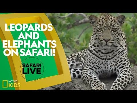 Leopards and elephants on safari