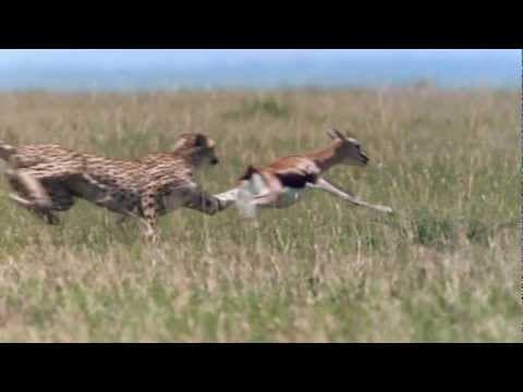 Cheetah - fastest running animal