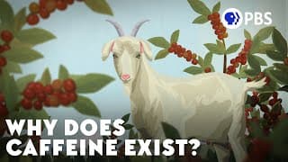 Why Does Caffeine Exist?