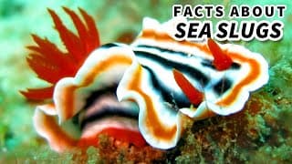 Sea Slug Facts | aka NUDIBRANCH Facts
