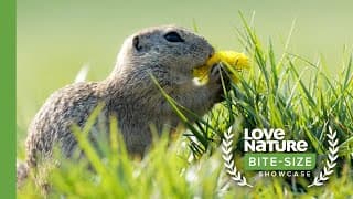 Ground Squirrels Wake Up From Hibernation