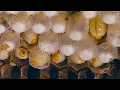 The Extraordinary Life Cycle of a Hornet Colony - YouTube