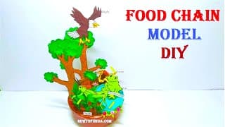 food chain model making science project | science project