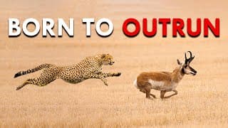 Pronghorns | The American Sprinter Born To Race Cheetahs