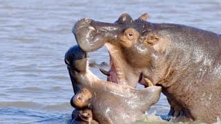 Hippo v. Hippo | Animal Attacks