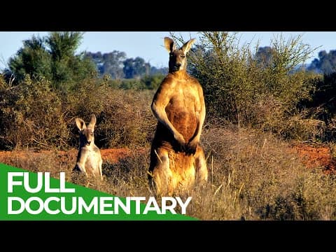 Wildlife australia: kangaroos-owner free documentary nature