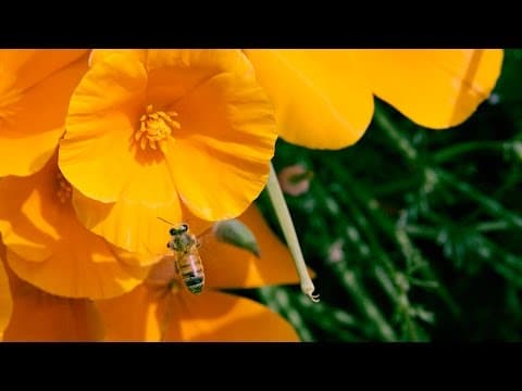 Can Mushrooms Save the Honey Bee. - bioGraphic