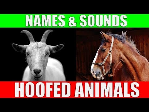 HOOFED ANIMALS Names and Sounds for Kids to Learn
