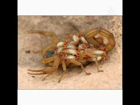 Amazing telugu facts - telugu unknown facts - 16