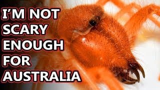 Camel Spider facts| they aren't camels; they aren't spiders, too