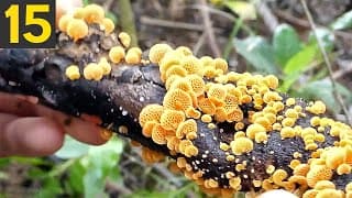 Off-Putting Types of Fungi