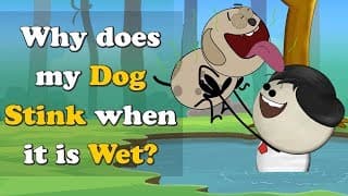 Why does my Dog Stink when it is Wet more videos | aumsum kids science education children