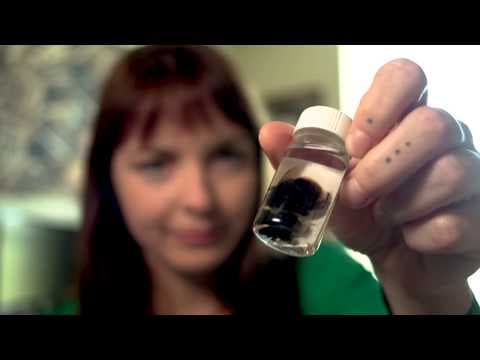 How does bumblebee barf create a queen.