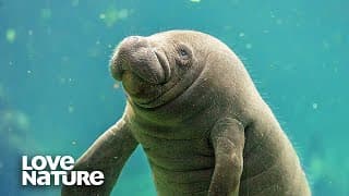 Manatee’s Body Hair Is As Sensitive As Human Fingertips