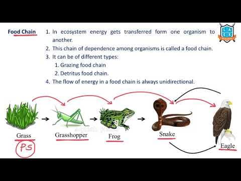 What is Food Chain? || Food Chain అంటే ఏమిటి?