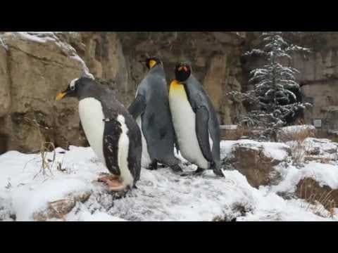 King penguins take a zoo walk