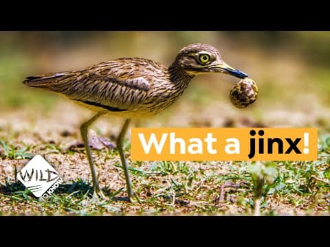 Why a Bird Teams up with a Croc to Protect its Eggs