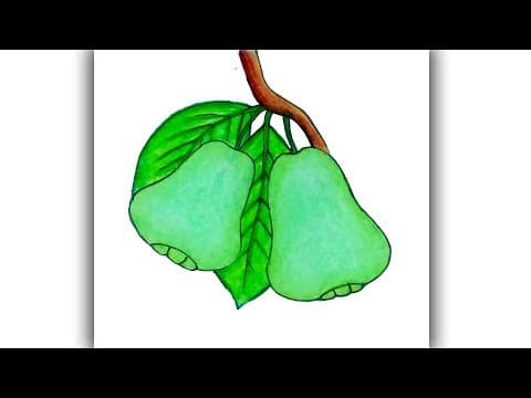 how to draw malay apple, Rose apple, Mountain apple, Wax jambu