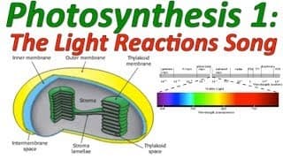 Photosynthesis The Light Reactions