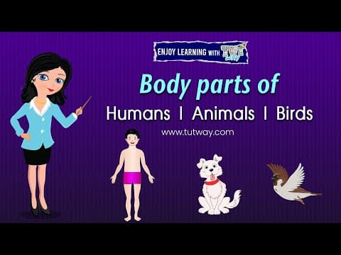 Human Body Parts - Body parts of Humans - Body parts of Animals and Birds