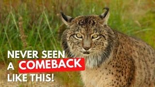 How This Lynx Has Made the Biggest Comeback in History