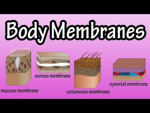 Body Membranes - Types Of Membranes In The Body - Serous Membranes