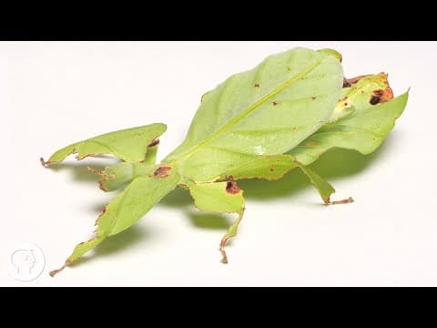 These Giant Leaf Insects Will Sway Your Heart