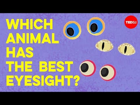 Which animal has the best eyesight? - Thomas W. Cronin - YouTube