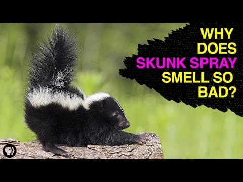 The Chemistry of Skunk Spray - YouTube