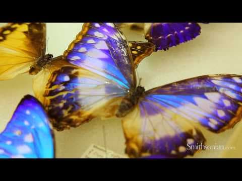 Biomimicry and Butterflies- How Nature is Inspiring Design and Innovation