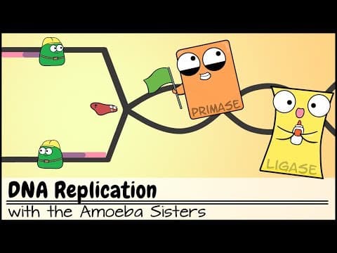 DNA Replication
