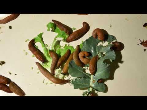 Meet Lilith the thorny devil Australias water-harvesting desert dragon