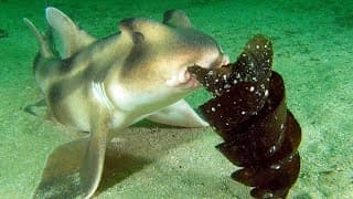 Facts | The Crested Bullhead Shark