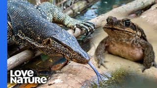 Lizards Rule This Waterhole
