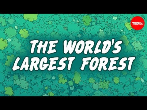 Is the Amazon Rainforest disappearing? - Anna Rothschild - YouTube