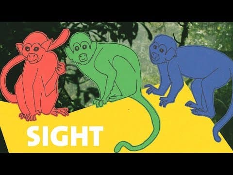 Our Senses: How Mammals See the World In Many Colors