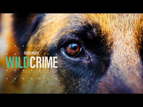 How Dogs Are Used to Protect Endangered Species - YouTube