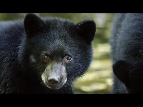 Mother Bear Teaches Cubs to Fish